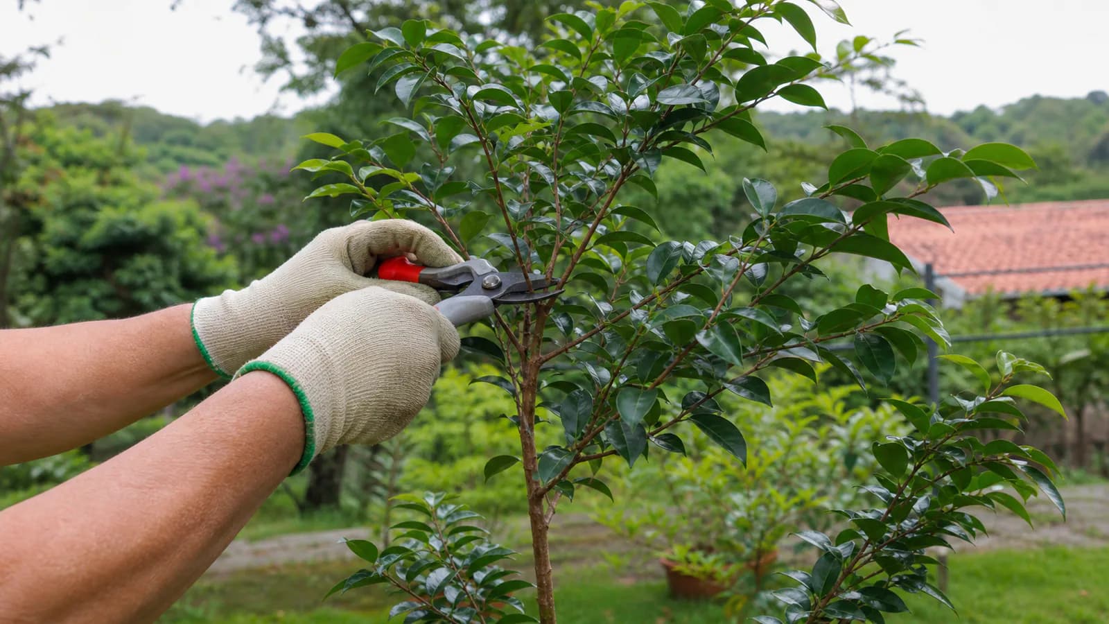 Poda leve de formação em jabuticabeira jovem
